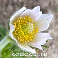 Pulsatilla vulgaris Perlen Glocke