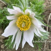 Pulsatilla vulgaris Pinwheel White