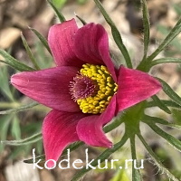 Pulsatilla vulgaris Rote Glocke