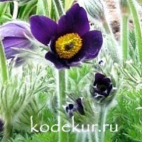 Pulsatilla vulgaris