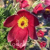 Pulsatilla vulgaris Red