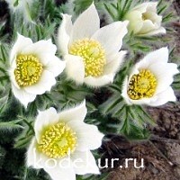 Pulsatilla vulgaris Alba