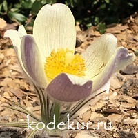 Pulsatilla flavescens