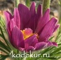 Pulsatilla vulgaris Papageno