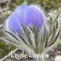 Pulsatilla  tatevaki