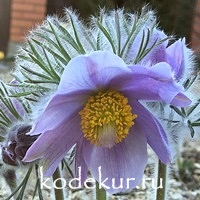 Pulsatilla turczaninovii