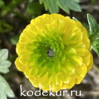 Ranunculus  montanus Miss Austria