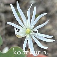 Sanguinaria canadensis Star