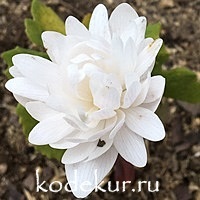 Sanguinaria canadensis pleno