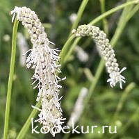 Sanguisorba tenuifolia All Time High