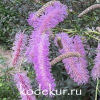 Sanguisorba  obtusa Lilac Squirrel