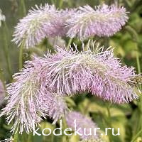 Sanguisorba tenuifolia Pink Brushes 