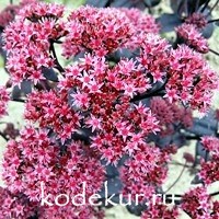 Sedum purpureum Chokolate