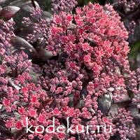 Sedum  telephium  Dark Magic