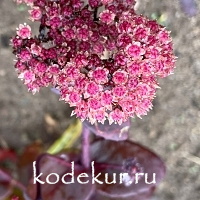 Sedum  telephium Karfunkelstein