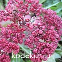 Sedum spectabile Carmen