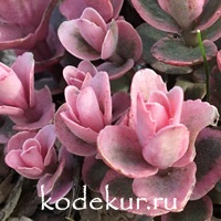 Sedum hybrid  Pinky