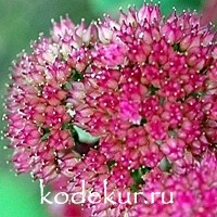 Sedum purpureum Red Cauli