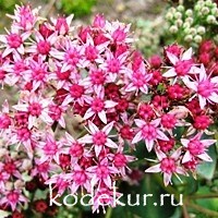 Sedum hybrid  Strawberries and Cream