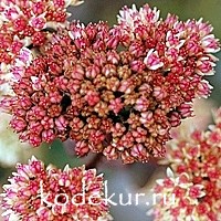 Sedum spectabile Xenox