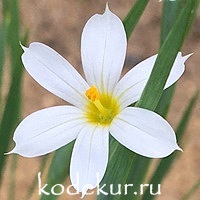 Sisyrinchium  angustifolium  alba