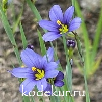 Sisyrinchium  angustifolium  blue