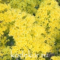 Solidago     hybrida Loysder Crown