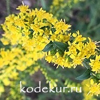 Solidago     hybrida Strahlenkrone