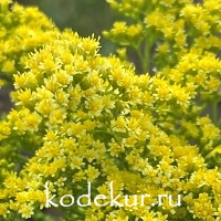 Solidago     hybrida hybrida Sweety