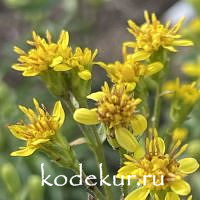 Solidago  virgaurea var. minutissima   