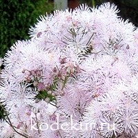 Thalictrum aguilegifolium Thundercloud