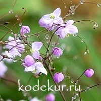 Thalictrum delavayi Splendide