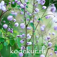 Thalictrum delavayi 