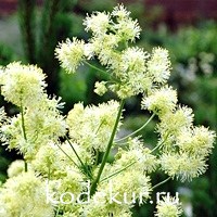 Thalictrum flavum