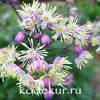 Thalictrum delavayi hybrid Elin