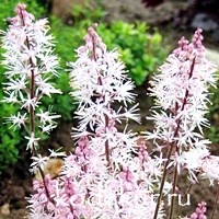 Tiarella cordifolia Spring Symfoni