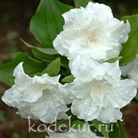 Trillium Grandiflorum Plena