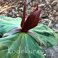 Trillium  chloropetalum red