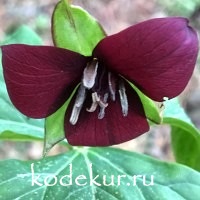 Trillium  erectum var. red