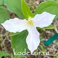 Trillium Grandiflorum 