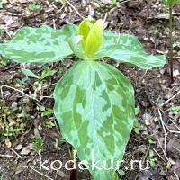 Trillium  luteum