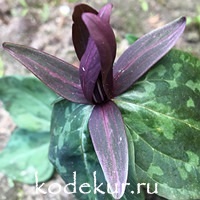 Trillium sessile