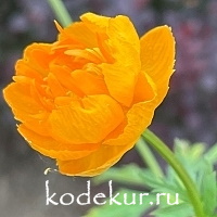 Trollius cultorum Etna