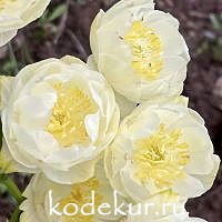 Trollius New Moon