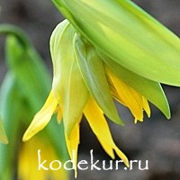 Uvularia grandiflora 