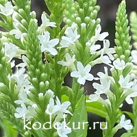 Verbena hastata alba