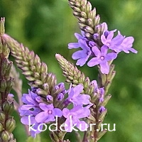 Verbena hastata purpl