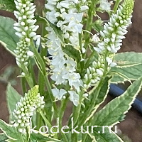 Veronica longifolia Charlotte