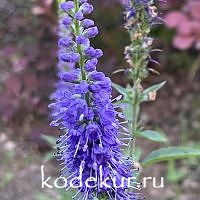 Veronica spicata Sunny Border Blue