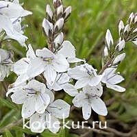 Veronica prostrata Alba